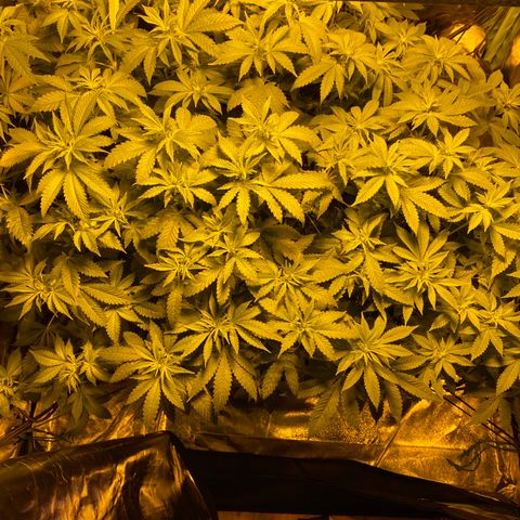 5 divas  growlog timeline photo