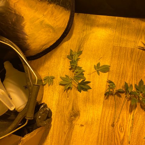5 divas  growlog timeline photo