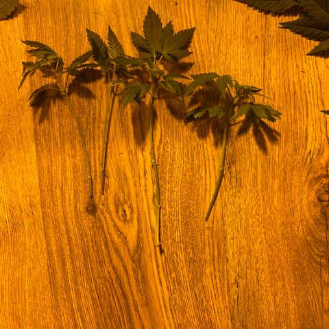 5 divas  growlog timeline photo