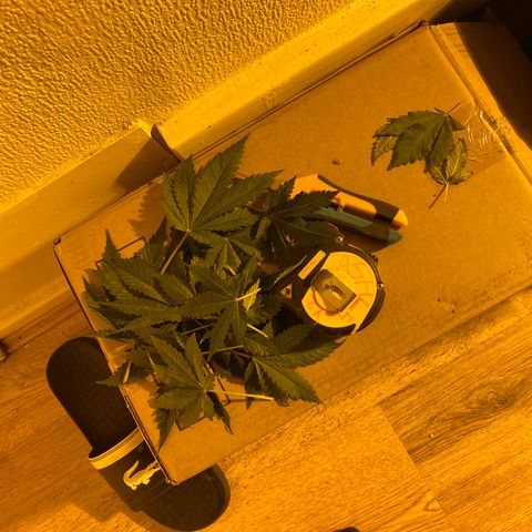 5 divas  growlog timeline photo