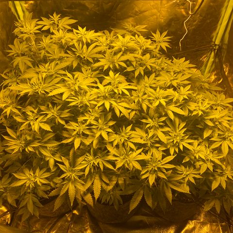 5 divas  growlog timeline photo