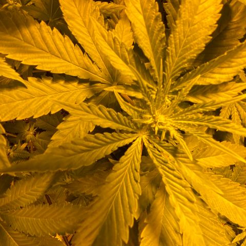 5 divas  growlog timeline photo