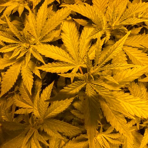 5 divas  growlog timeline photo