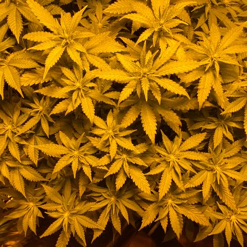 5 divas  growlog timeline photo