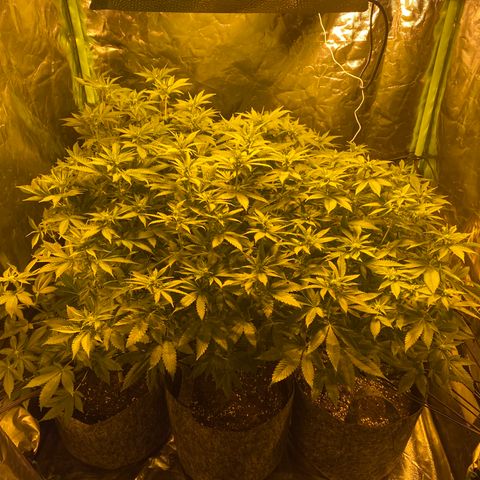 5 divas  growlog timeline photo