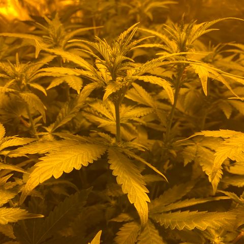 5 divas  growlog timeline photo