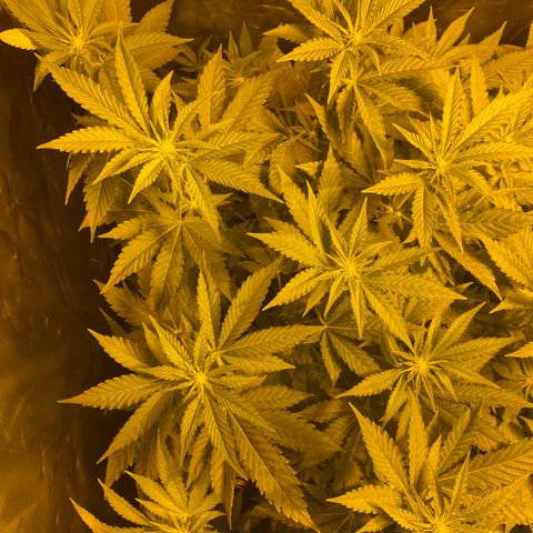 5 divas  growlog timeline photo