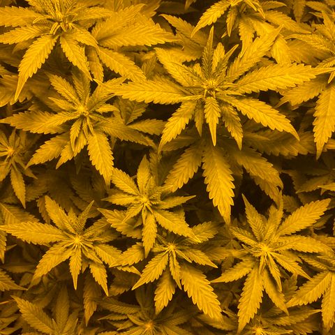 5 divas  growlog timeline photo
