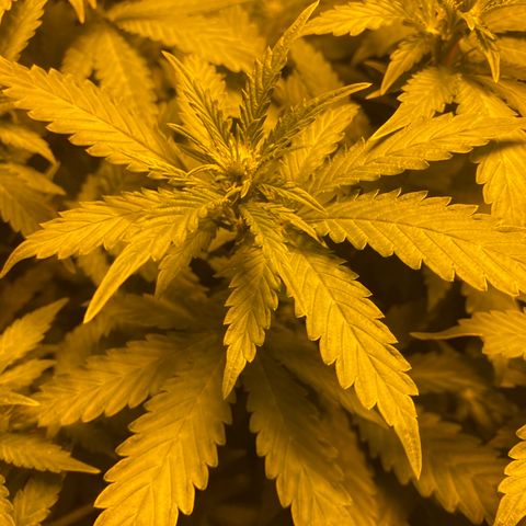 5 divas  growlog timeline photo