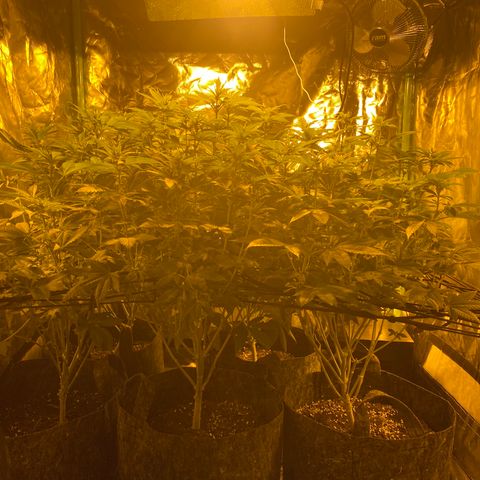 5 divas  growlog timeline photo