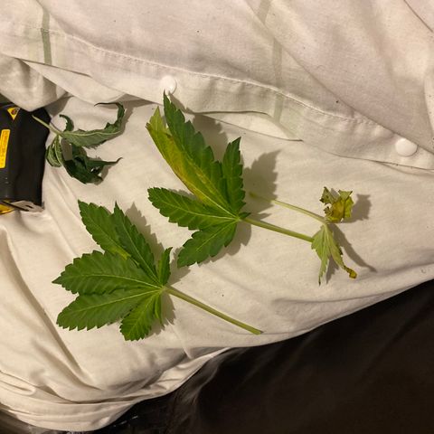 5 divas  growlog timeline photo