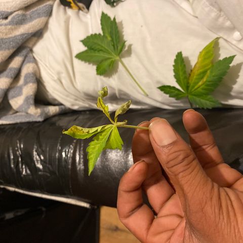 5 divas  growlog timeline photo
