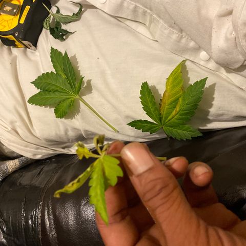 5 divas  growlog timeline photo