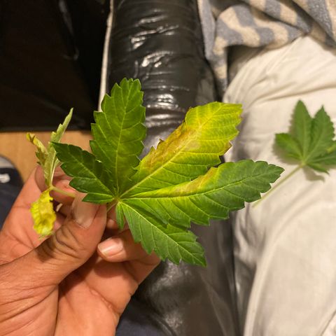 5 divas  growlog timeline photo