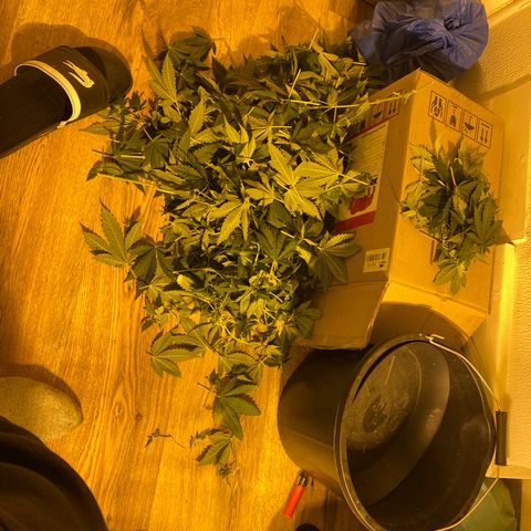 5 divas  growlog timeline photo
