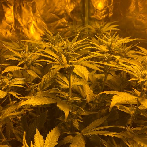 5 divas  growlog timeline photo