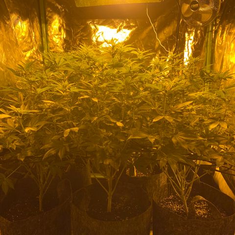5 divas  growlog timeline photo