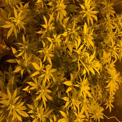 5 divas  growlog timeline photo