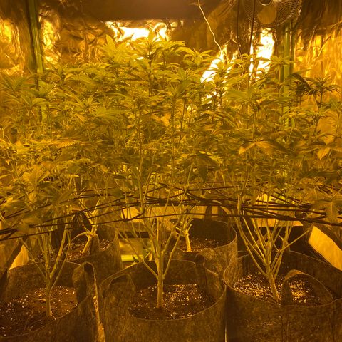 5 divas  growlog timeline photo