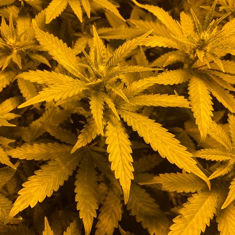 5 divas  growlog timeline photo