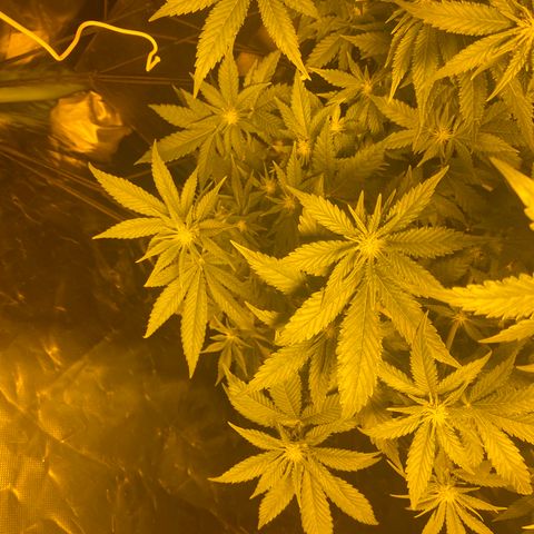 5 divas  growlog timeline photo