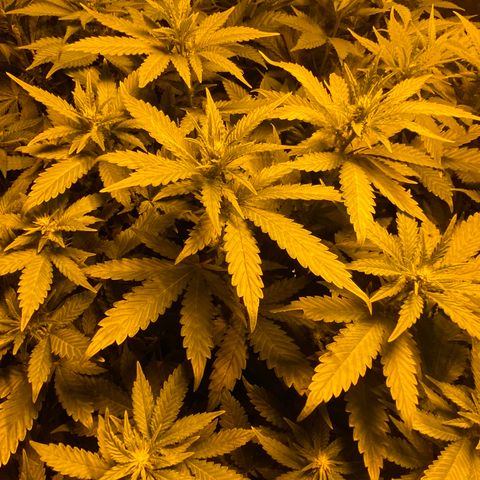 5 divas  growlog timeline photo