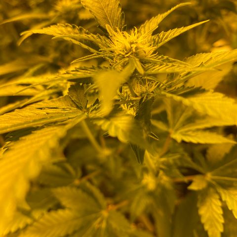 5 divas  growlog timeline photo