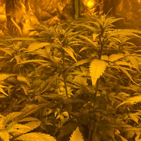 5 divas  growlog timeline photo
