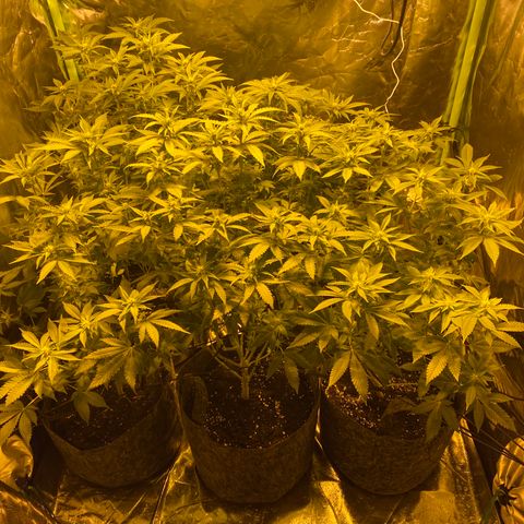 5 divas  growlog timeline photo