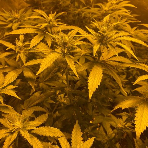 5 divas  growlog timeline photo