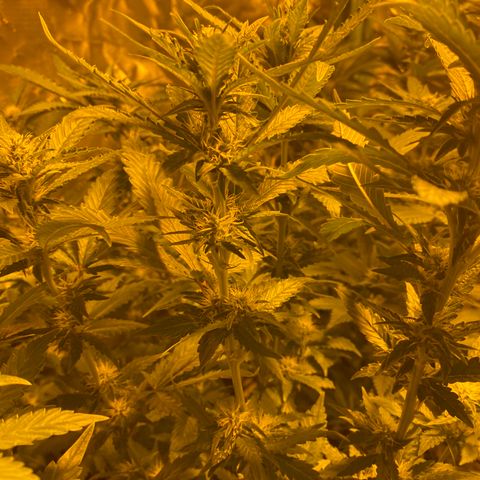 5 divas  growlog timeline photo