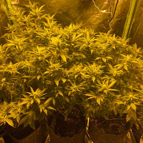 5 divas  growlog timeline photo