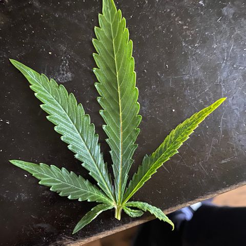 5 divas  growlog timeline photo