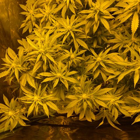 5 divas  growlog timeline photo