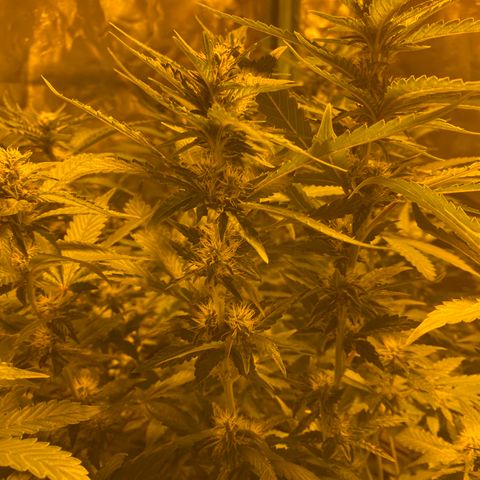 5 divas  growlog timeline photo