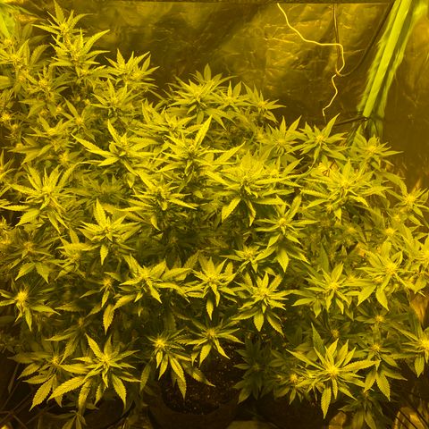 5 divas  growlog timeline photo