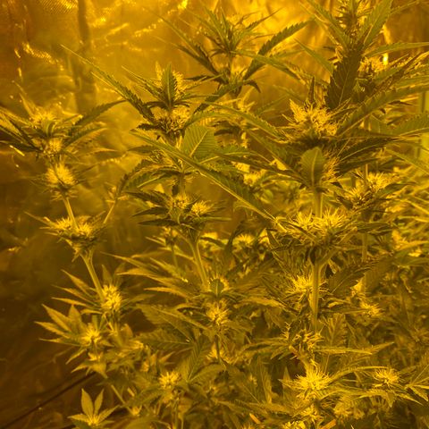 5 divas  growlog timeline photo