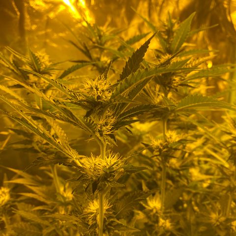 5 divas  growlog timeline photo