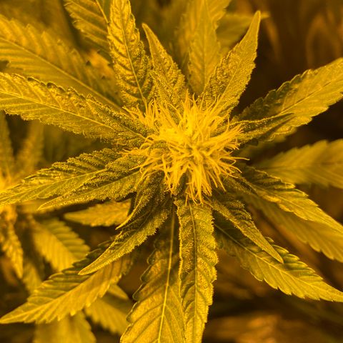 5 divas  growlog timeline photo