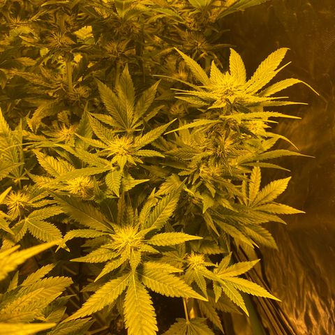5 divas  growlog timeline photo