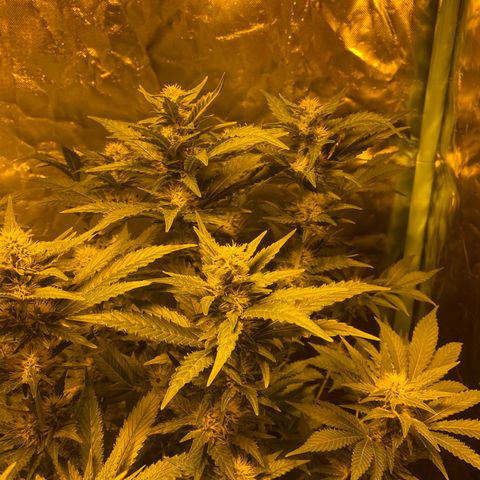5 divas  growlog timeline photo