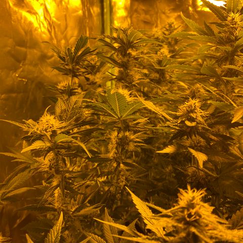 5 divas  growlog timeline photo