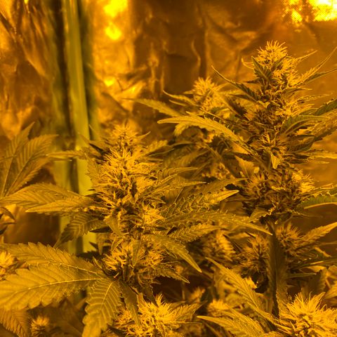 5 divas  growlog timeline photo