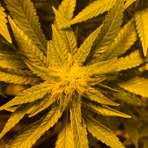 5 divas  growlog timeline photo