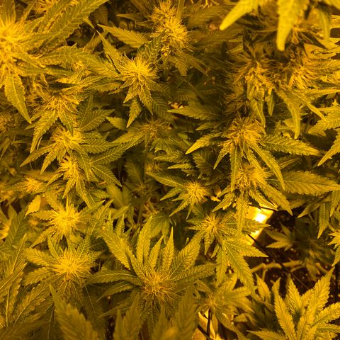 5 divas  growlog timeline photo