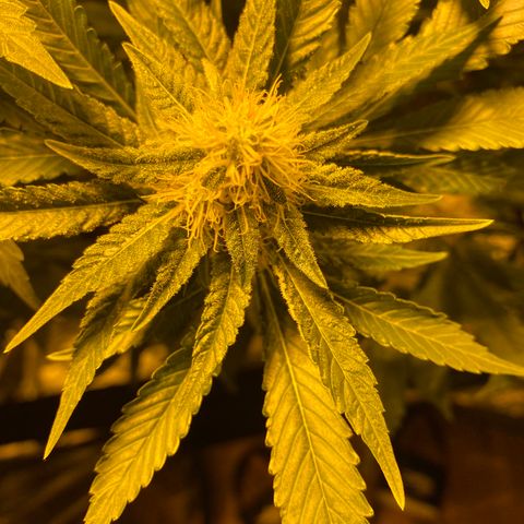 5 divas  growlog timeline photo