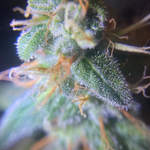 5 divas  growlog timeline photo