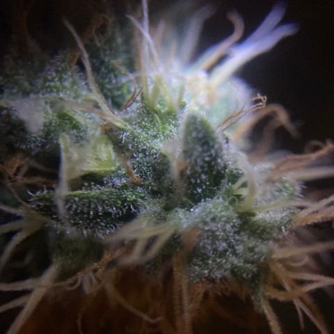 5 divas  growlog timeline photo