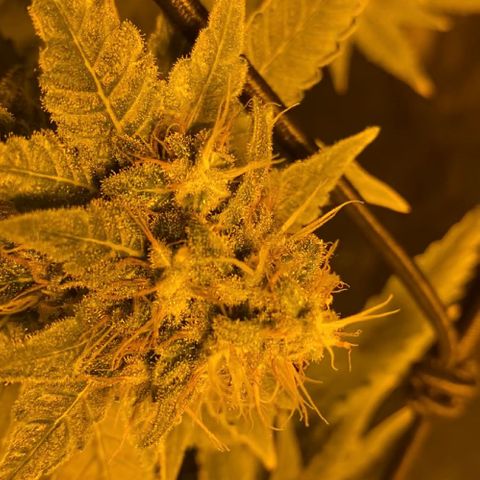 5 divas  growlog timeline photo