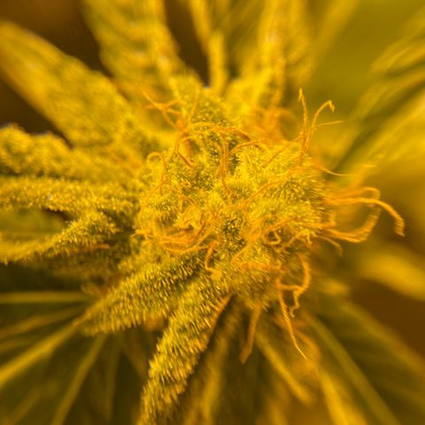 5 divas  growlog timeline photo